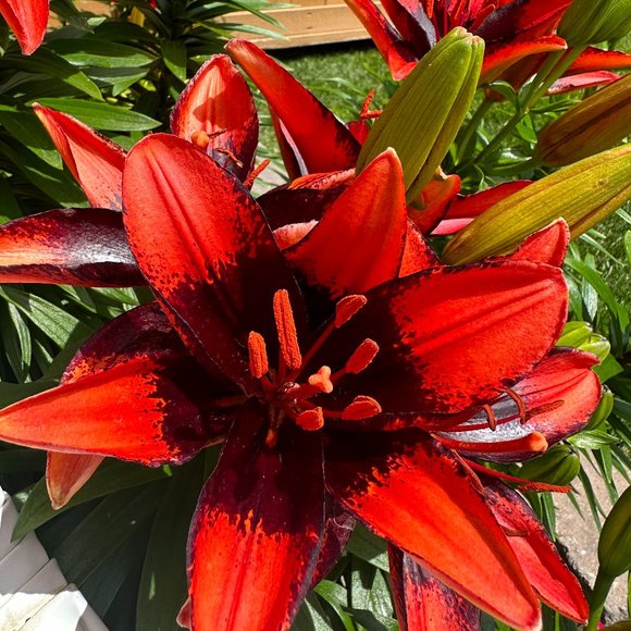 Meet your Posher, Teresa - Picture 1 of 2